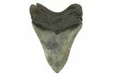 Bargain, Fossil Megalodon Tooth - South Carolina #356829-1